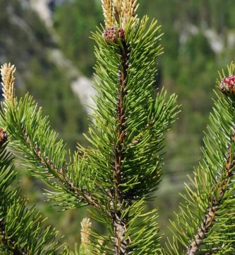 flora del bosque de coníferas