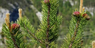 flora del bosque de coníferas