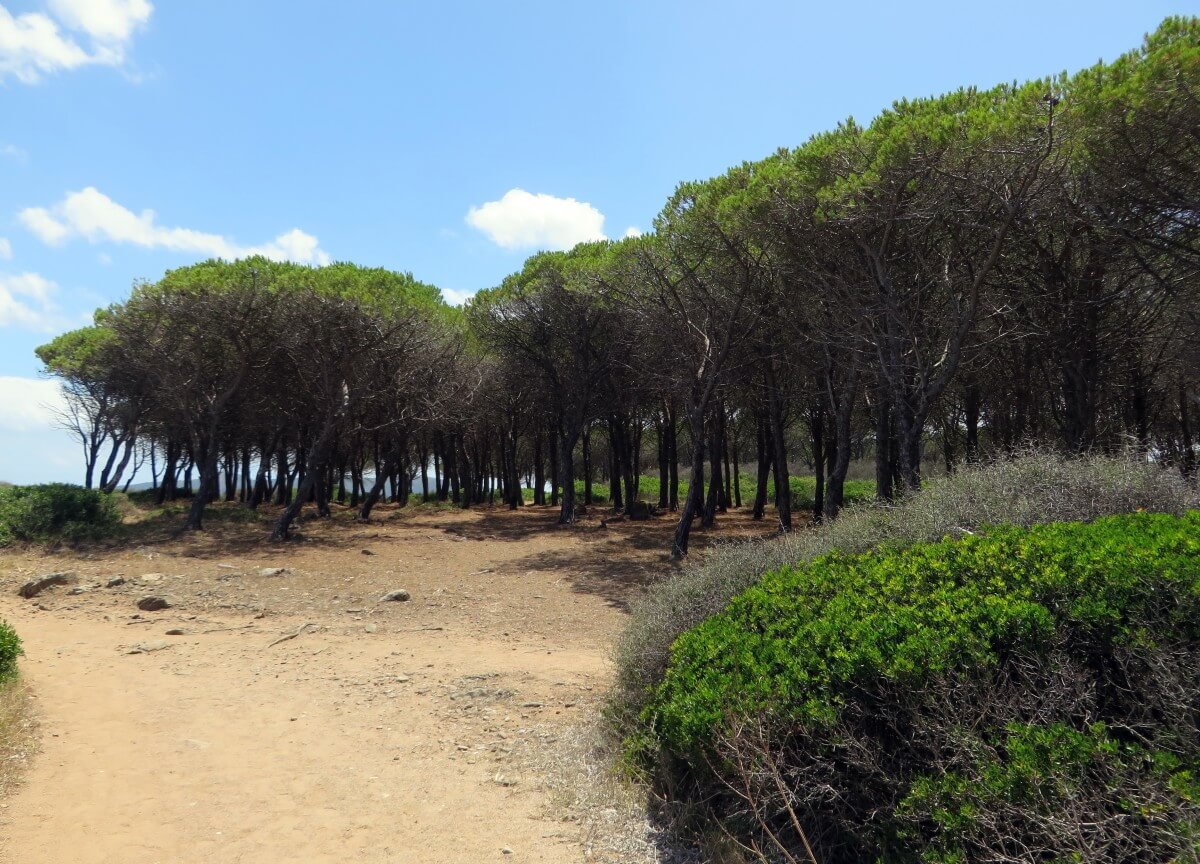 bosques mediterráneos