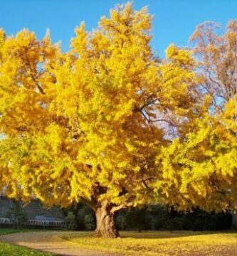 ginkgo biloba