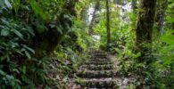 bosque nuboso de Monteverde Costa Rica