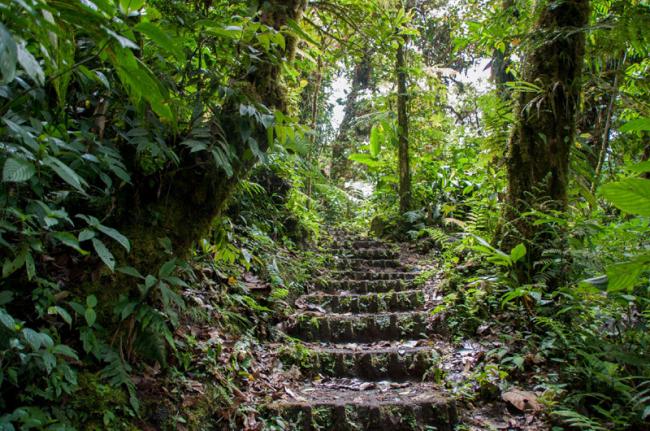 bosque nuboso de Monteverde Costa Rica