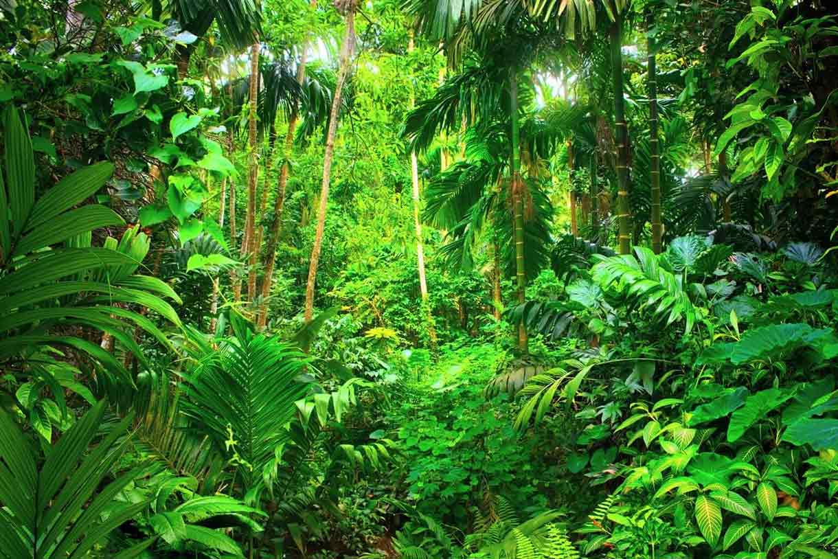 flora Bosque Monteverde Costa Rica