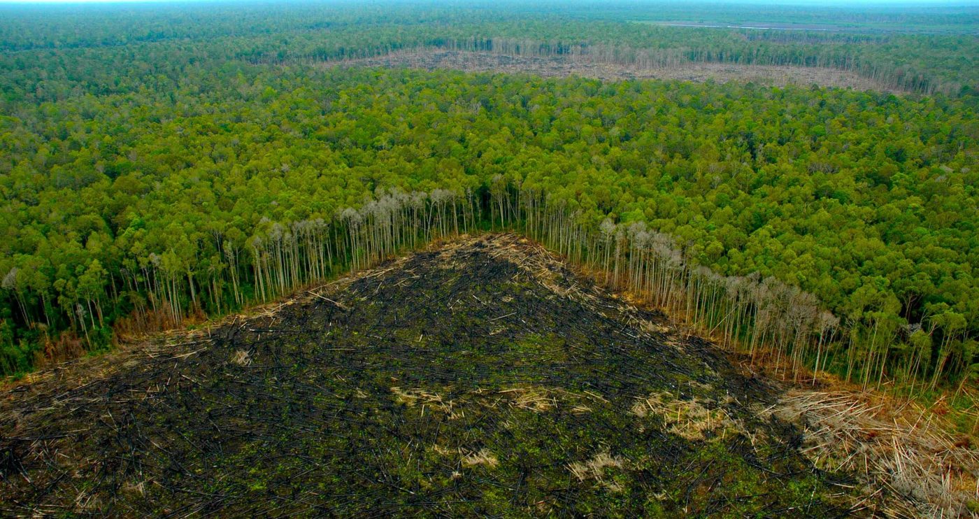 deforestación en América Latina