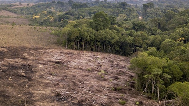 deforestación en América Latina