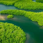 flora del Amazonas