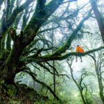 los bosques y su relación con el agua