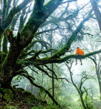 los bosques y su relación con el agua