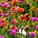 flores de bosques de españa