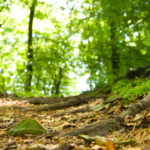 los bosques y su relación con el suelo