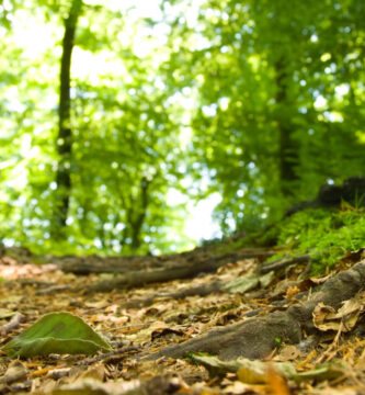 los bosques y su relación con el suelo